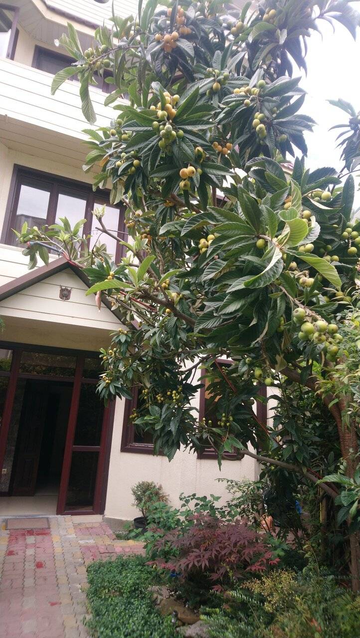 Фото Гостиницы Банановый рай Адлер 162