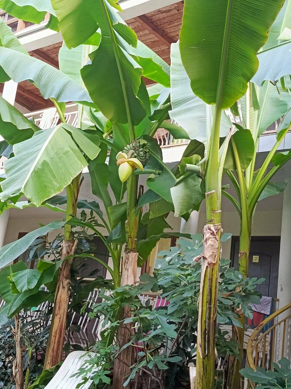 Фото Гостиницы Банановый рай Адлер 154